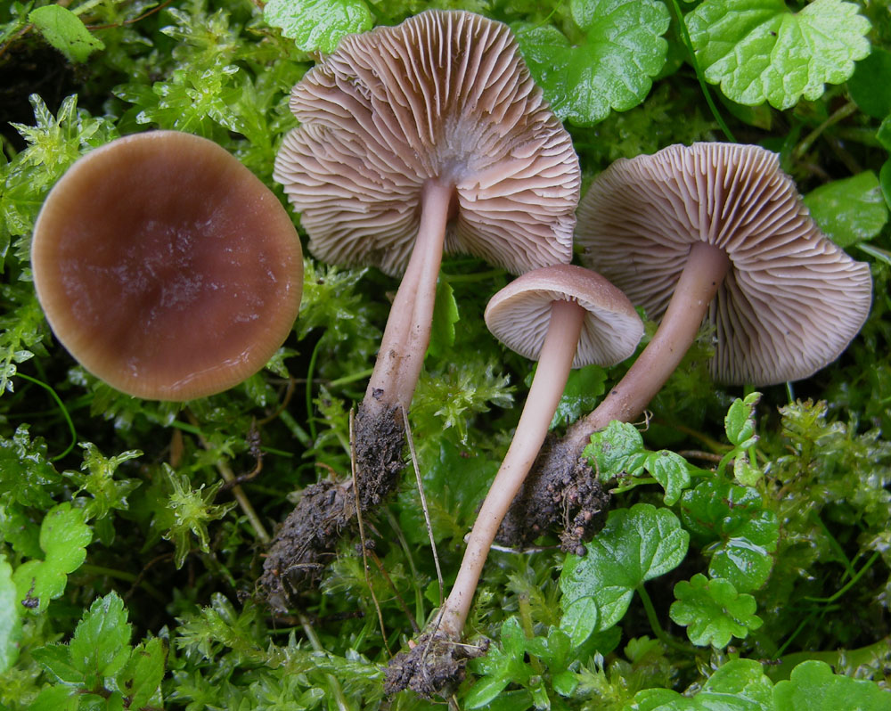 Gymnopus fusipes e Gymnopus impudicus